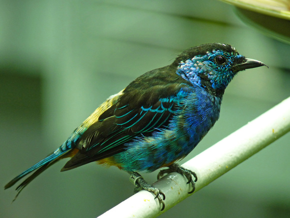 Oval-Rumped Tanager