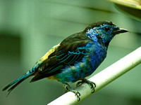 Oval-Rumped Tanager
